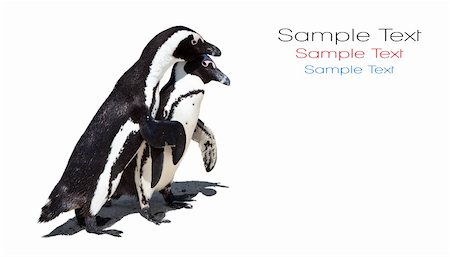 simsearch:841-02716708,k - Two loving penguins hugging on a white background. Photographie de stock - Aubaine LD & Abonnement, Code: 400-04354728