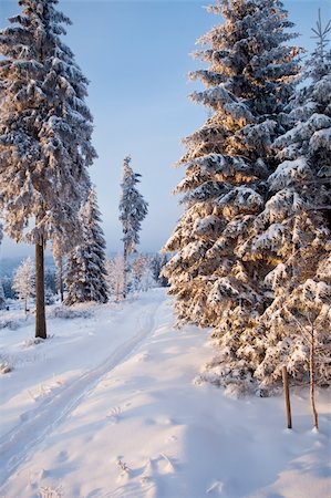 simsearch:400-04765849,k - winter forest in Harz mountains at dawn Foto de stock - Royalty-Free Super Valor e Assinatura, Número: 400-04354737