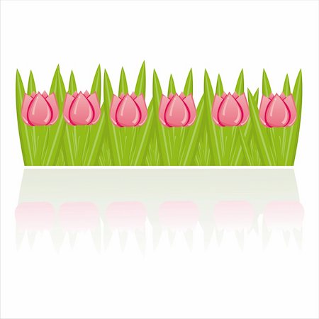 simsearch:400-04331987,k - pink tulips isolated on white Foto de stock - Super Valor sin royalties y Suscripción, Código: 400-04354866