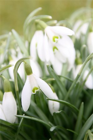 Snowdrops Stock Photo - Budget Royalty-Free & Subscription, Code: 400-04355114