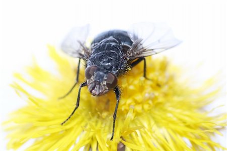 fly on a yellow flower Stock Photo - Budget Royalty-Free & Subscription, Code: 400-04355113