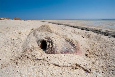 stingray - Carcass of a dead stingray washed up on a tropical beach Photographie de stock - Aubaine LD & Abonnement, Code: 400-04355132