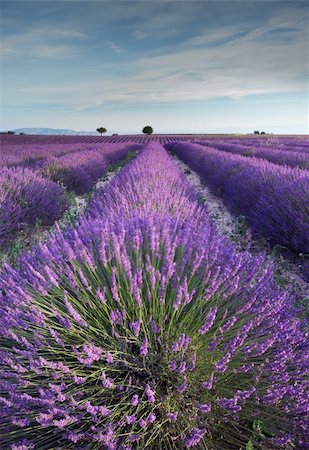 simsearch:400-05162269,k - A rich lavender field in Provence, France in the early hours of the morning Stock Photo - Budget Royalty-Free & Subscription, Code: 400-04355195