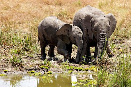 simsearch:400-04276083,k - Elephants (Loxodonta) on the Maasai Mara National Reserve safari in southwestern Kenya. Stock Photo - Budget Royalty-Free & Subscription, Code: 400-04355558