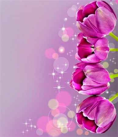 florist background - Dark pink tulips in background Stock Photo - Budget Royalty-Free & Subscription, Code: 400-04355621