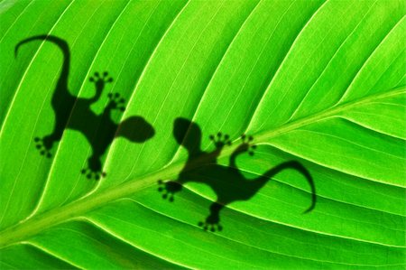 gecko shadow on green leaf texture showing nature concept with copyspace Photographie de stock - Aubaine LD & Abonnement, Code: 400-04355694