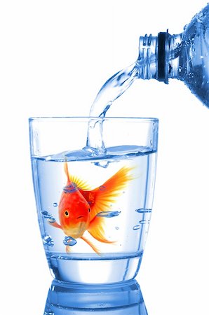 goldfish in cocktail drink glass and water showing bar flee free or jail concept Stock Photo - Budget Royalty-Free & Subscription, Code: 400-04355700