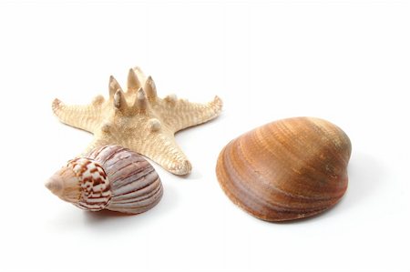 Some shells from the ocean isolated on white background Stock Photo - Budget Royalty-Free & Subscription, Code: 400-04355727