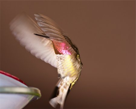 simsearch:400-05027630,k - Hummingbird in the wild Stock Photo - Budget Royalty-Free & Subscription, Code: 400-04355888