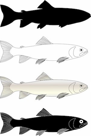 trout fish - vector Stock Photo - Budget Royalty-Free & Subscription, Code: 400-04355889