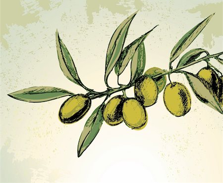 Vector illustration - green olives on the branch Foto de stock - Super Valor sin royalties y Suscripción, Código: 400-04356343