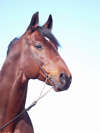 portrait of beautiful horse outdoor sunny day Foto de stock - Super Valor sin royalties y Suscripción, Código: 400-04356373