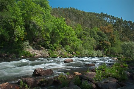simsearch:400-05273059,k - River water stream on a sunny clear sky spring day in forest. Stock Photo - Budget Royalty-Free & Subscription, Code: 400-04356570