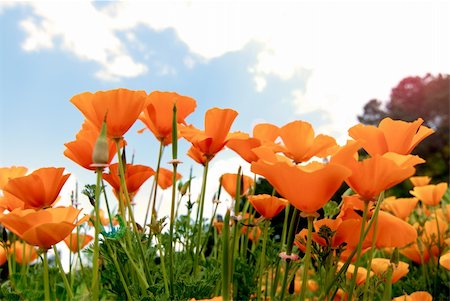 poppi castle - Orange Poppies Field shoot against blue sky with sun burst and lens flare effect. Photographie de stock - Aubaine LD & Abonnement, Code: 400-04356571