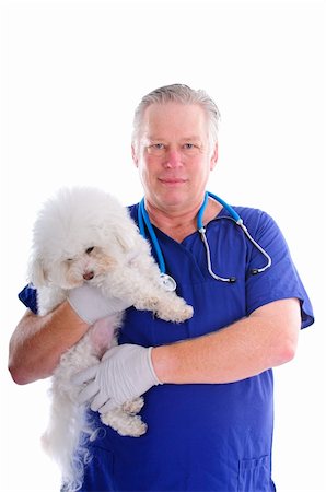 Veterinarian checking a Bichon Frise dog Stock Photo - Budget Royalty-Free & Subscription, Code: 400-04356643