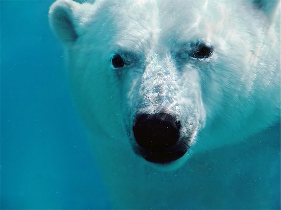 Intimate portrait of a polar bear underwater looking at the camera Foto de stock - Sin royalties, Artista: Mirage3, Código de la imagen: 400-04356683