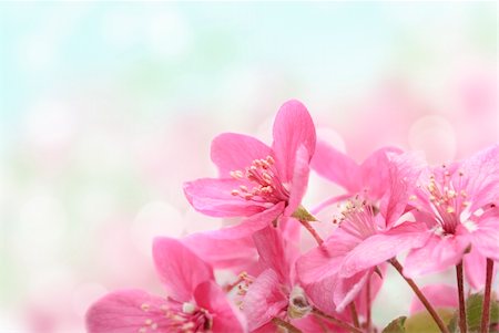 pictures of lights decoration in the garden - Closeup of beautiful pink flowers in the garden Stock Photo - Budget Royalty-Free & Subscription, Code: 400-04356969