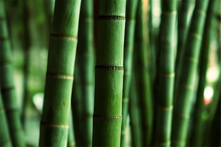 Bamboo Forest close up at day Stock Photo - Budget Royalty-Free & Subscription, Code: 400-04357033