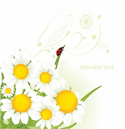 chamomile design Stock Photo - Budget Royalty-Free & Subscription, Code: 400-04357424