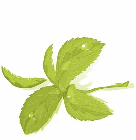 Fresh green mint leaves Stock Photo - Budget Royalty-Free & Subscription, Code: 400-04357420
