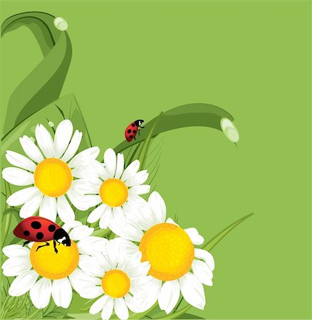 simsearch:400-05246721,k - vector ladybird green background Stockbilder - Microstock & Abonnement, Bildnummer: 400-04357423