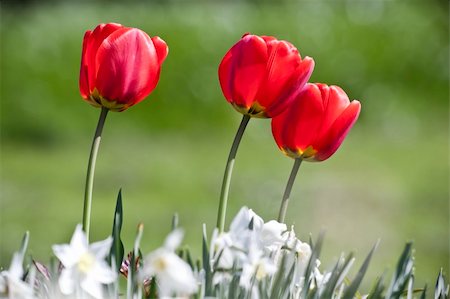simsearch:400-08555878,k - An image of a three nice red tulips Foto de stock - Royalty-Free Super Valor e Assinatura, Número: 400-04357476
