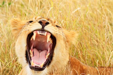 simsearch:400-07826505,k - A baby lion (Panthera leo) on the Maasai Mara National Reserve safari in southwestern Kenya. Photographie de stock - Aubaine LD & Abonnement, Code: 400-04357749