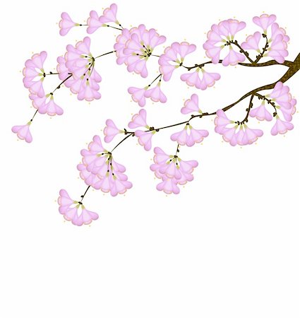 painted happy flowers - cherry blossom in spring on a white background Stock Photo - Budget Royalty-Free & Subscription, Code: 400-04357808