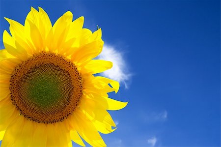 simsearch:400-07036242,k - Closeup of yellow sunflower against blue sky Photographie de stock - Aubaine LD & Abonnement, Code: 400-04358209