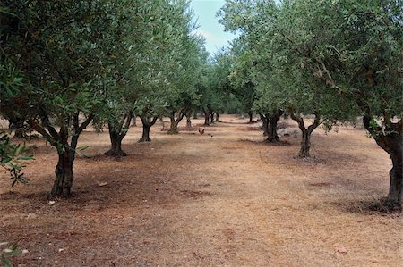 Olive trees and free range poultry in the country. Stock Photo - Budget Royalty-Free & Subscription, Code: 400-04358354