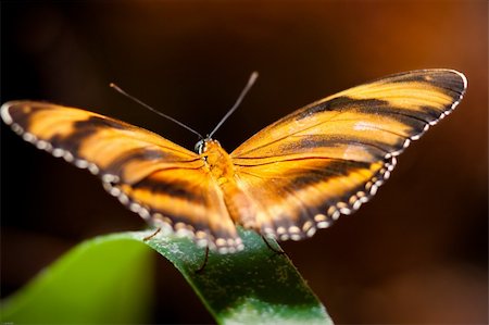 Butterfly in captivity Stockbilder - Microstock & Abonnement, Bildnummer: 400-04359016