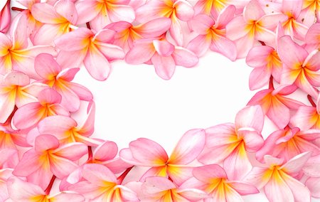 frangipani or plumeria tropical flower isolated on white background Stock Photo - Budget Royalty-Free & Subscription, Code: 400-04359032