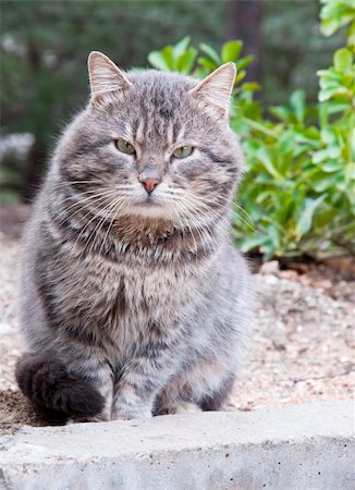 simsearch:400-05101651,k - Big thoughtful gray cat sitting on the ground Photographie de stock - Aubaine LD & Abonnement, Code: 400-04359072