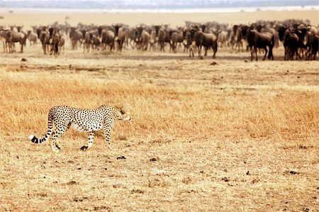 A cheetah (Acinonyx jubatus) stalking Wildebeest (Connochaetes) on the Masai Mara National Reserve safari in southwestern Kenya. Stock Photo - Budget Royalty-Free & Subscription, Code: 400-04359181
