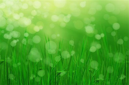 simsearch:400-04869732,k - light reflect of fresh grass in evening Stock Photo - Budget Royalty-Free & Subscription, Code: 400-04359388