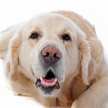 purebred golden retriever  in front of a white background Stock Photo - Budget Royalty-Free & Subscription, Code: 400-04359477