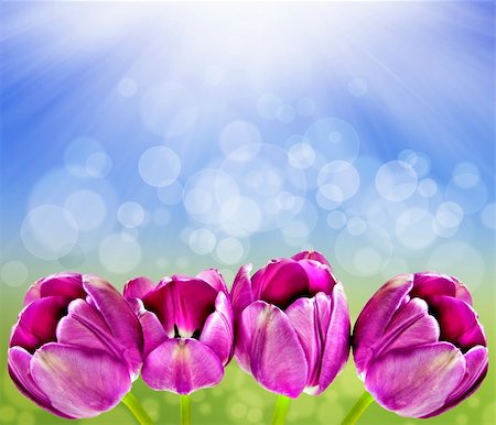 simsearch:400-04867397,k - Spring background with tulips and sun Fotografie stock - Microstock e Abbonamento, Codice: 400-04359470