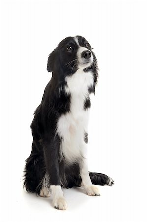 portrait of purebred border collie in front of white background Stock Photo - Budget Royalty-Free & Subscription, Code: 400-04359480