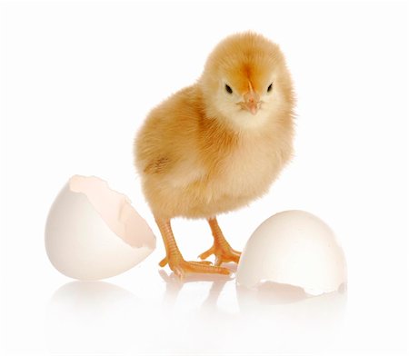 simsearch:400-05905850,k - newborn chick with egg - Rhode Island Red Photographie de stock - Aubaine LD & Abonnement, Code: 400-04359492