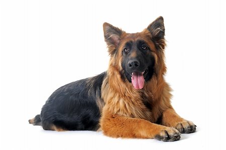 simsearch:400-06396414,k - portrait of a  purebred german shepherd in front of white background Foto de stock - Super Valor sin royalties y Suscripción, Código: 400-04359512