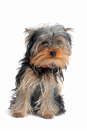 simsearch:400-04615455,k - portrait of a purebred yorkshire terrier in front of white background Foto de stock - Royalty-Free Super Valor e Assinatura, Número: 400-04359535