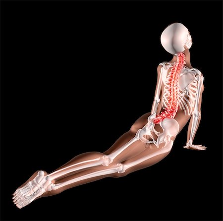 simsearch:400-06768229,k - 3d render of a female medical skeleton stretching her back Fotografie stock - Microstock e Abbonamento, Codice: 400-04359832