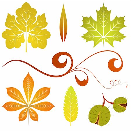 pumpkin leaf pattern - Collect isolated autumn leaves and chestnut, element for design, vector illustration Photographie de stock - Aubaine LD & Abonnement, Code: 400-04350070
