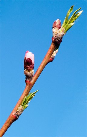 simsearch:633-01992583,k - beautiful cherry tree on blue sky Stock Photo - Budget Royalty-Free & Subscription, Code: 400-04350143