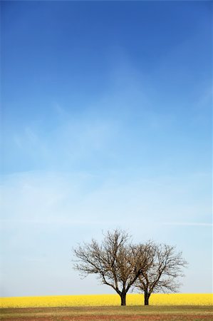 photo of lone tree in the plain - Field, tree and blue sky Stock Photo - Budget Royalty-Free & Subscription, Code: 400-04350297