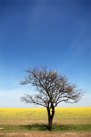 photo of lone tree in the plain - Field, tree and blue sky Stock Photo - Budget Royalty-Free & Subscription, Code: 400-04350298
