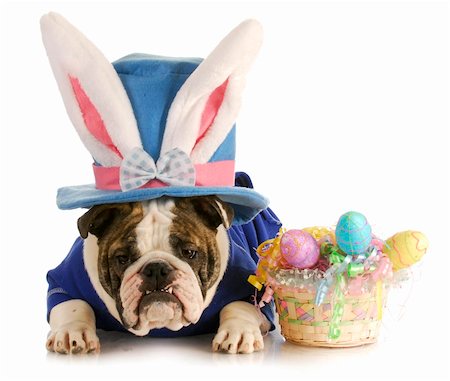 simsearch:400-07254895,k - easter dog - english buldog dressed up for easter on white background Stock Photo - Budget Royalty-Free & Subscription, Code: 400-04350507