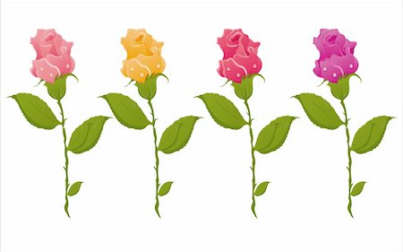 simsearch:400-04361173,k - set of 4 colorful roses isolated on white Stock Photo - Budget Royalty-Free & Subscription, Code: 400-04350584