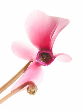 Pink cyclamen flower isolated on pure white background Stockbilder - Microstock & Abonnement, Bildnummer: 400-04350623