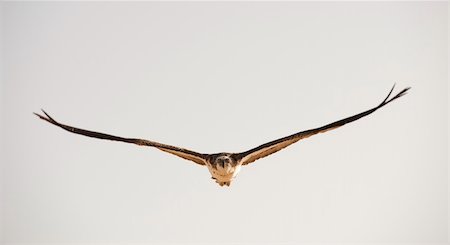 fish eagle - Large Osprey bird in flight with its wings spread Stock Photo - Budget Royalty-Free & Subscription, Code: 400-04350630